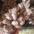 安祁名药珊瑚 白珊瑚 红珊瑚 